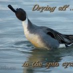 critter talk 95 - drying off
