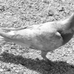 brown Pigeon - B&W
