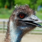 Emu closeup