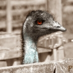 Emu - Salmon Arm - sepia & colour 