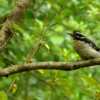 female Downy Woodpecker - profile
