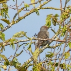 Red-Shafted Northern Flicker in a tree - female