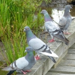 flock of Pigeons or Rock Doves