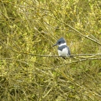 male Belted Kingfisher