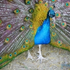 Peacock closeup