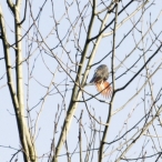 Red-shafted Northern Flicker - wing fanned out