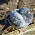 Rock Pigeon 3-4 view (or Rock Dove)