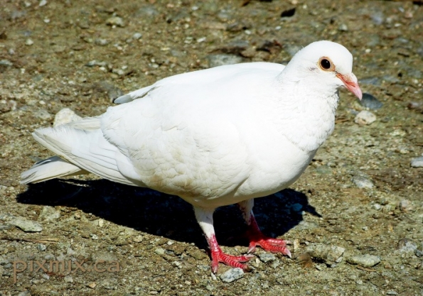 white Pigeon