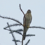 immature Sharp-shinned Hawk looking right at me