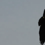 immature Bald Eagle In Flight - Over Brydon Lagoon