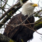 adult Bald Eagle
