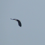 adult Bald Eagle flying