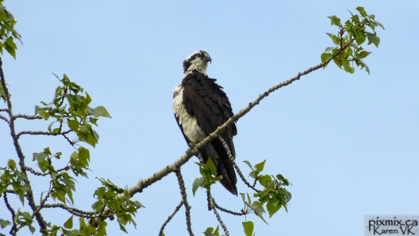 adult Osprey - overlooking McGuire Lake