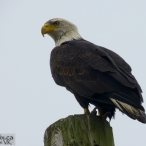 Bald Eagle on the post