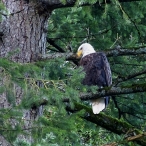 Eagle in a tree