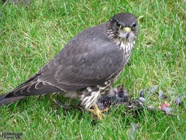 immature Merlin Falcon in our backyard