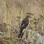 immature Red-tailed hawk