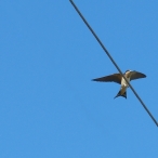 Barn Swallow landing