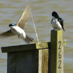 A Couple Of Tree Swallows