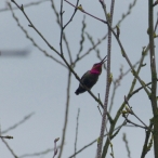 Anna's Hummingbird - male