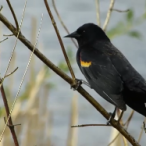 Red-winged Blackbird @ McGuire Lake