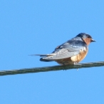 Barn Swallow on the line