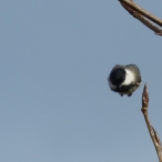 Black-capped Chickadee - streamlined dive-bombing to the next branch