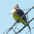 adult Cedar Waxwing - just before flying off