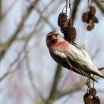 Common Redpoll - hanging from cones, & facing me