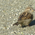 female House Sparrow