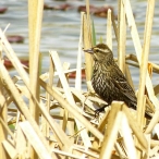 female Red-winged Blackbird on the dried reeds