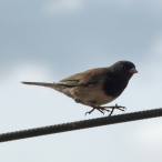 Dark-eyed Junco hopping on a cable 