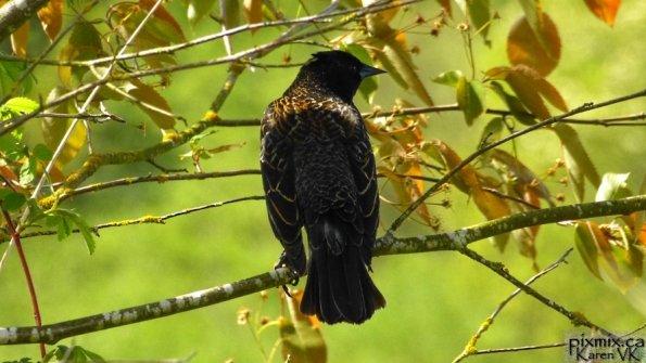 immature male Red-winged Blackbird
