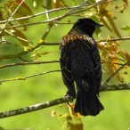 immature male Red-winged Blackbird