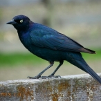 male Brewer's Blackbird