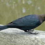 male Brown-headed Cowbird