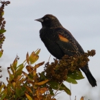 male Red-winged Blackbird