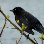 male Red-winged Blackbird