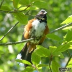 male Spotted Towhee