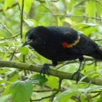 Red-winged Blackbird on a branch