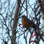 a Robin brightening the branches