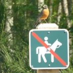 Robin on a signpost