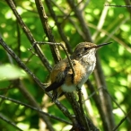 Rufous Hummingbird nestling 