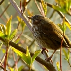 Song Sparrow eating grub