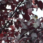 White-crowned Sparrow In An Ornamental Plum Tree