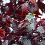 White-crowned Sparrow in an Ornamental Plum tree