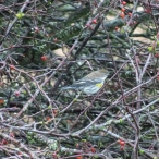 female Yellow-rumped Warbler, (subspecies: Audobon's Warbler)