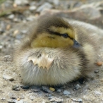 Mallard duckling tucking in