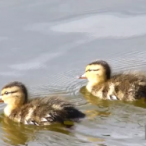 Mallard mom & ducklings @ Brydon Lagoon