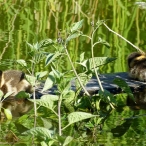 Mallard ducklings on a log